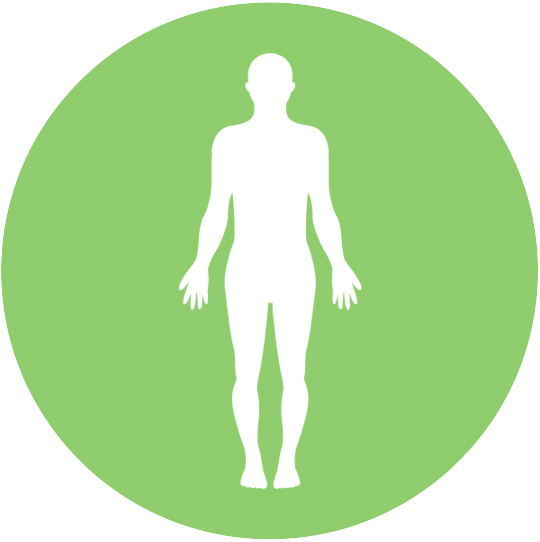 Human body endocannabinoid system